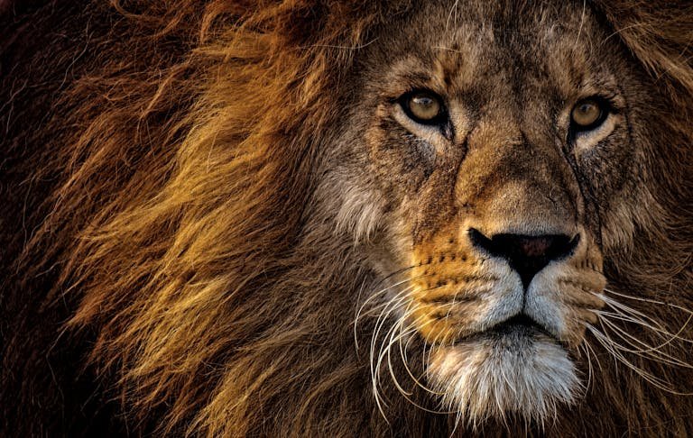 Close-up portrait of a fierce lion in natural lighting, showcasing its majestic mane and powerful expression.