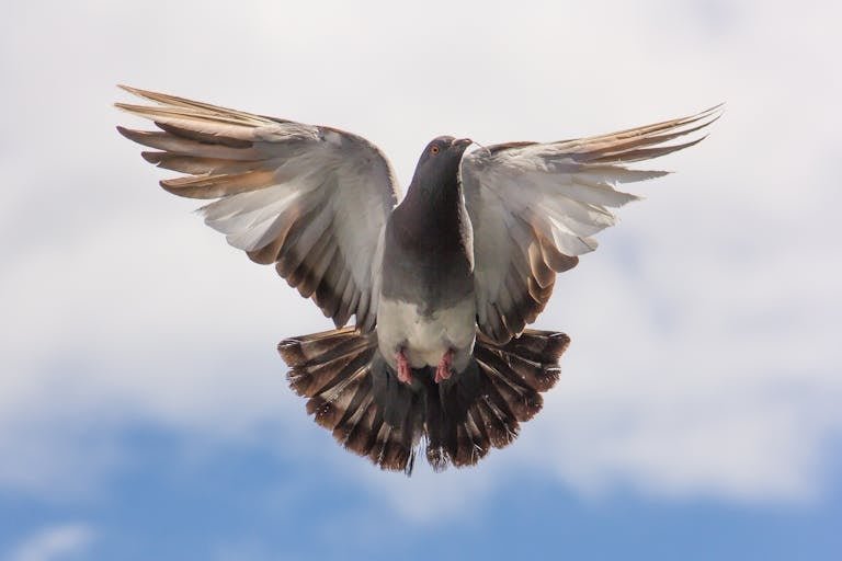 Graceful dove captured mid-flight with wings fully spread against a clear blue sky.