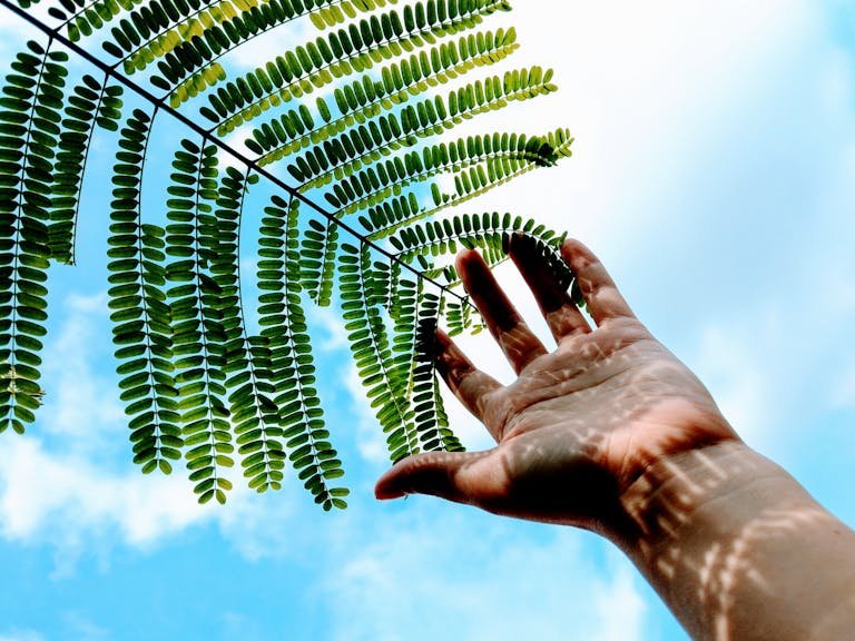 A hand reaches towards delicate green leaves with a bright blue sky in the background.