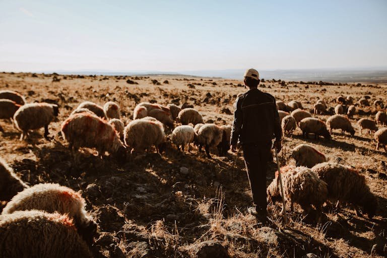 A shepherd leads a flock of sheep in a sunlit rural landscape, captured from behind.