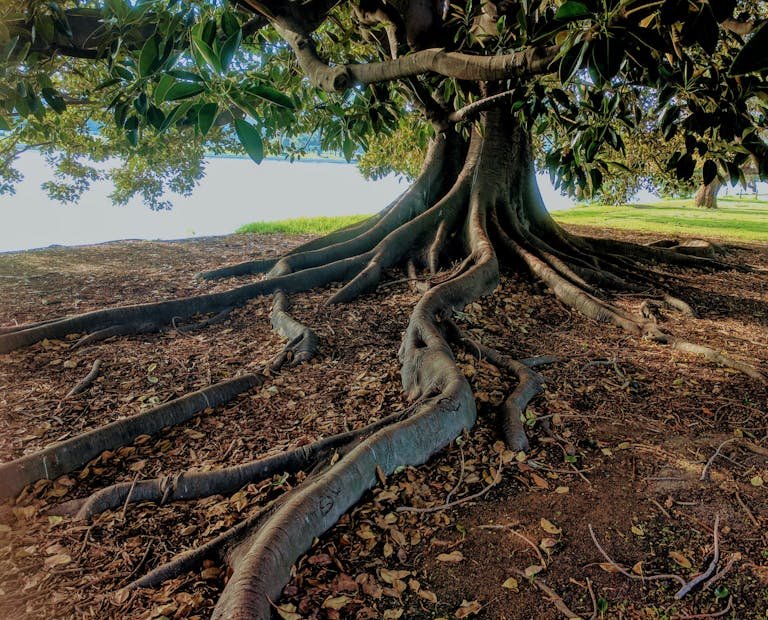 Explore the striking roots of a big fig tree in Albert Park, Australia. Nature's intricate beauty captured.