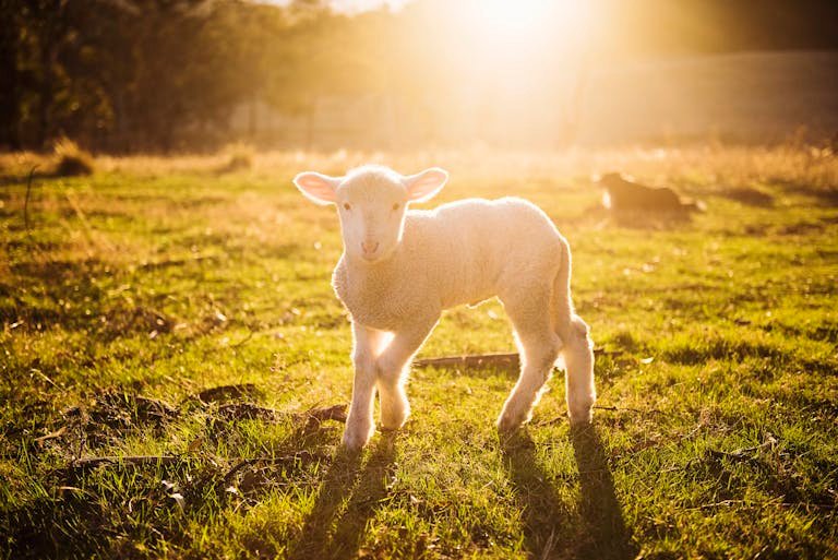 A cute lamb stands in a sunlit field, surrounded by grass and natural scenery.