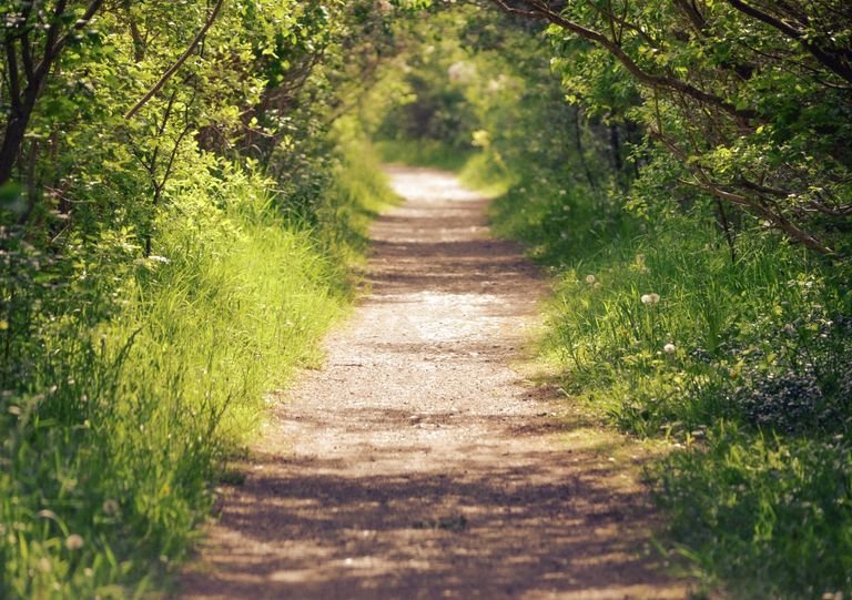 Tranquil dirt path surrounded by lush green foliage in a sunlit forest setting.